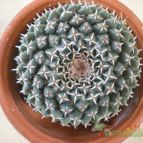 Collecion de Piquina
