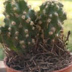 Collecion de Piquina