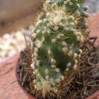Collecion de Piquina
