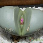 Collecion de Play-Ospilos