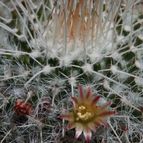 Collecion de Play-Ospilos