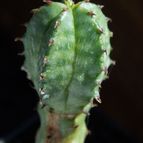 Collecion de Play-Ospilos