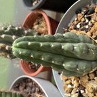 Collecion de Porter109