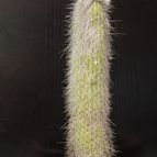 Collecion de Puesdicestu