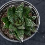 Collecion de Puesdicestu