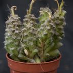 Collecion de Puesdicestu