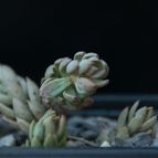 Collecion de Puesdicestu