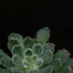 Collecion de Puesdicestu