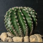 Collecion de Puesdicestu