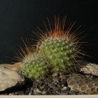 Collecion de Puesdicestu