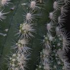 Collecion de Puesdicestu