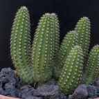 Collecion de Puesdicestu