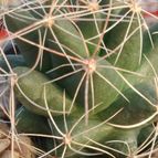 Collecion de Quillayani