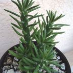 Collecion de Raffaello