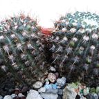 Collecion de Raffaello