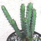 Collecion de Raffaello