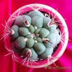 Collecion de Raffaello