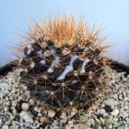 Collecion de Raffaello