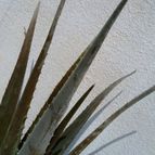 Collecion de Raffaello