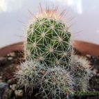 Collecion de Raffaello