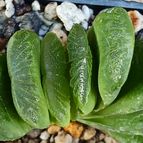 Haworthia truncata cv. Lime Green