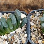 Haworthia truncata