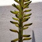 Collecion de Raffaello