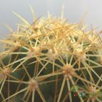 Collecion de Raffaello