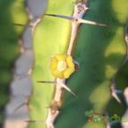 Collecion de Raffaello