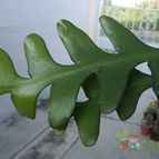 Collecion de Raffaello