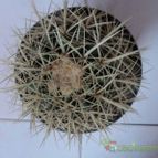 Collecion de Raffaello