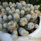 Collecion de Raffaello