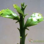 Collecion de Raffaello