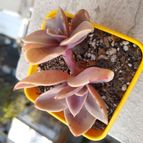 Collecion de Rausmelt