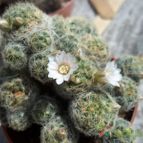 Collecion de Richard-raya