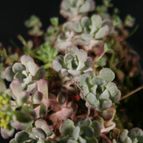 Sedum spathulifolium subsp. pruinosum
