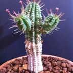 Collecion de Robefdez