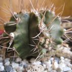 Collecion de Rogeliozirconio