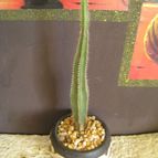 Collecion de Rogeliozirconio