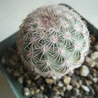 Collecion de Rogeliozirconio