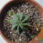 Collecion de Romina-Mariel