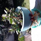 Collecion de RosaCatalina67