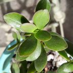 Collecion de RosaCatalina67