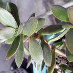 Collecion de RosaCatalina67