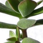 Collecion de RosaCatalina67