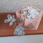 Collecion de RosaCatalina67