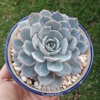 Collecion de RosaCatalina67