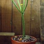 Euphorbia alluaudii  