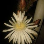 Collecion de SILVIA-CHAVERO