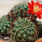 Collecion de SORO